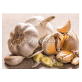 Yunnan Premium Pruple Skin Alho desidratado com vários dentes